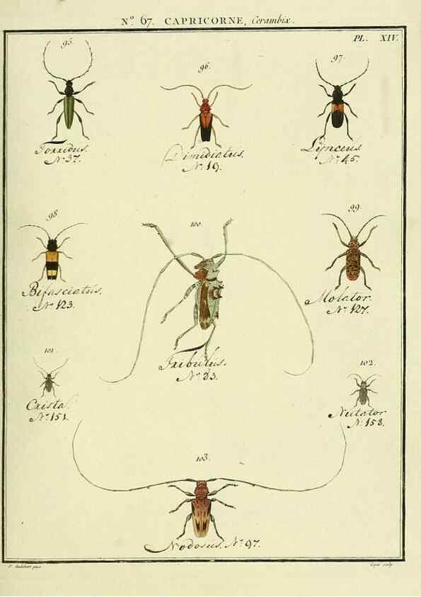 Reproducción/Reproduction 35695342022: Entomologie, ou, Histoire naturelle des insectes :. A Paris :De l'Imprimerie de Baudoin,1789-1808.