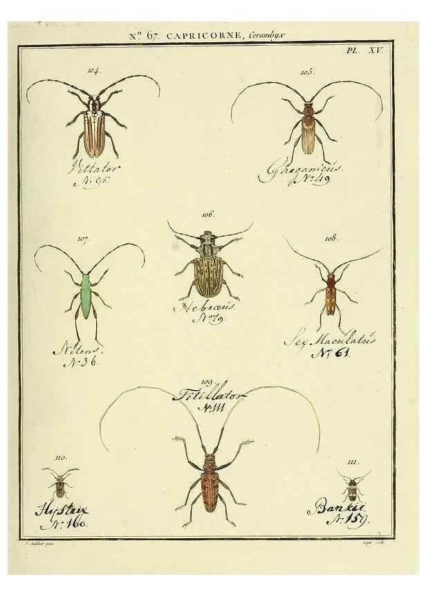Reproducción/Reproduction 35695344082: Entomologie, ou, Histoire naturelle des insectes :. A Paris :De l'Imprimerie de Baudoin,1789-1808.