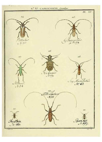 Reproducción/Reproduction 35695344082: Entomologie, ou, Histoire naturelle des insectes :. A Paris :De l'Imprimerie de Baudoin,1789-1808.
