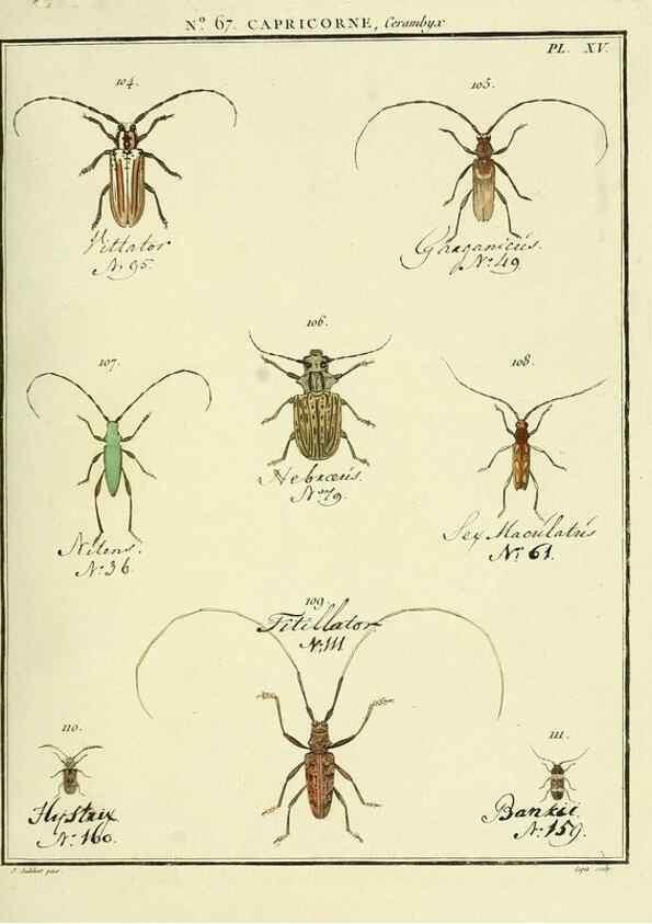 Reproducción/Reproduction 35695344082: Entomologie, ou, Histoire naturelle des insectes :. A Paris :De l'Imprimerie de Baudoin,1789-1808.