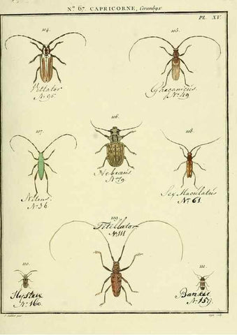 Reproducción/Reproduction 35695344082: Entomologie, ou, Histoire naturelle des insectes :. A Paris :De l'Imprimerie de Baudoin,1789-1808.