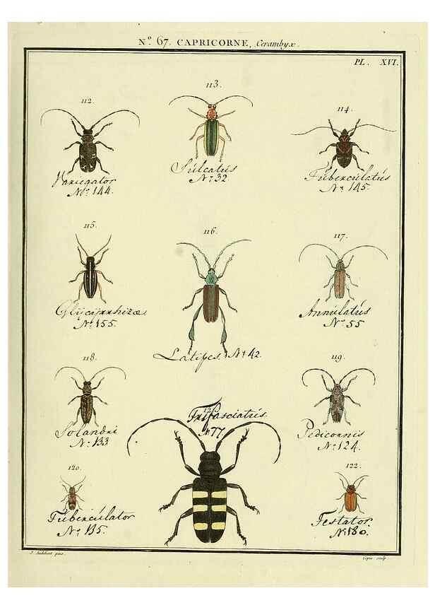 Reproducción/Reproduction 35695345442: Entomologie, ou, Histoire naturelle des insectes :. A Paris :De l'Imprimerie de Baudoin,1789-1808.