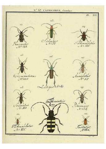 Reproducción/Reproduction 35695345442: Entomologie, ou, Histoire naturelle des insectes :. A Paris :De l'Imprimerie de Baudoin,1789-1808.