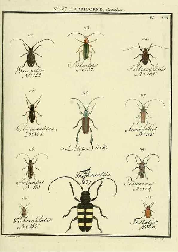 Reproducción/Reproduction 35695345442: Entomologie, ou, Histoire naturelle des insectes :. A Paris :De l'Imprimerie de Baudoin,1789-1808.