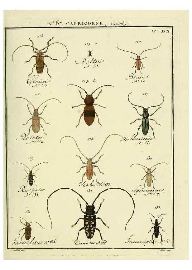 Reproducción/Reproduction 35695347462: Entomologie, ou, Histoire naturelle des insectes :. A Paris :De l'Imprimerie de Baudoin,1789-1808.