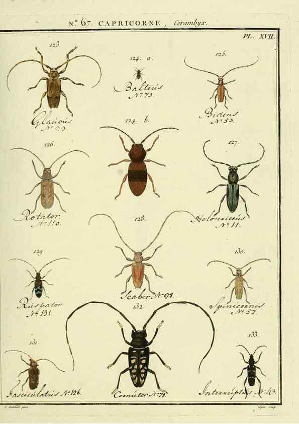 Reproducción/Reproduction 35695347462: Entomologie, ou, Histoire naturelle des insectes :. A Paris :De l'Imprimerie de Baudoin,1789-1808.