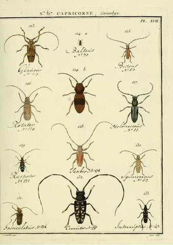 Reproducción/Reproduction 35695347462: Entomologie, ou, Histoire naturelle des insectes :. A Paris :De l'Imprimerie de Baudoin,1789-1808.