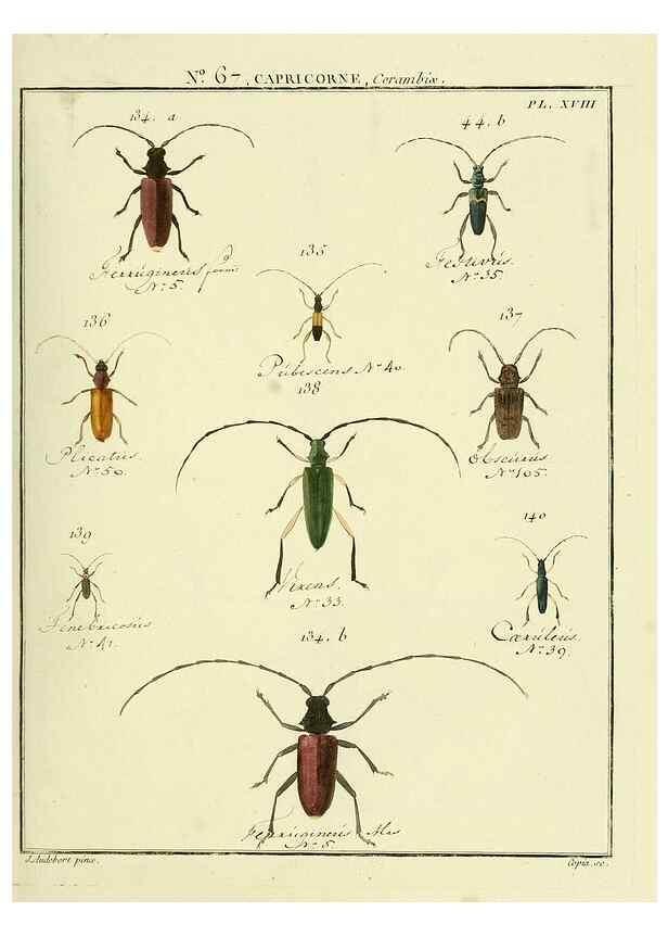 Reproducción/Reproduction 35695349412: Entomologie, ou, Histoire naturelle des insectes :. A Paris :De l'Imprimerie de Baudoin,1789-1808.