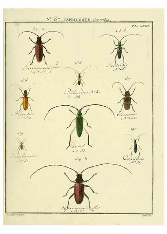 Reproducción/Reproduction 35695349412: Entomologie, ou, Histoire naturelle des insectes :. A Paris :De l'Imprimerie de Baudoin,1789-1808.