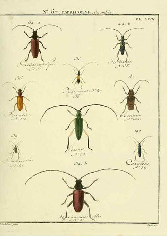 Reproducción/Reproduction 35695349412: Entomologie, ou, Histoire naturelle des insectes :. A Paris :De l'Imprimerie de Baudoin,1789-1808.
