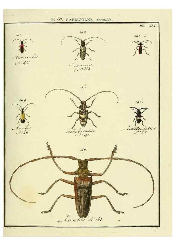 Reproducción/Reproduction 35695351162: Entomologie, ou, Histoire naturelle des insectes :. A Paris :De l'Imprimerie de Baudoin,1789-1808.