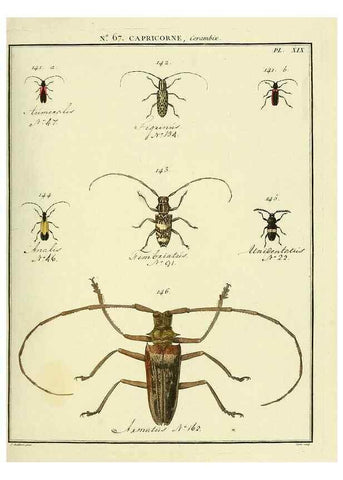 Reproducción/Reproduction 35695351162: Entomologie, ou, Histoire naturelle des insectes :. A Paris :De l'Imprimerie de Baudoin,1789-1808.