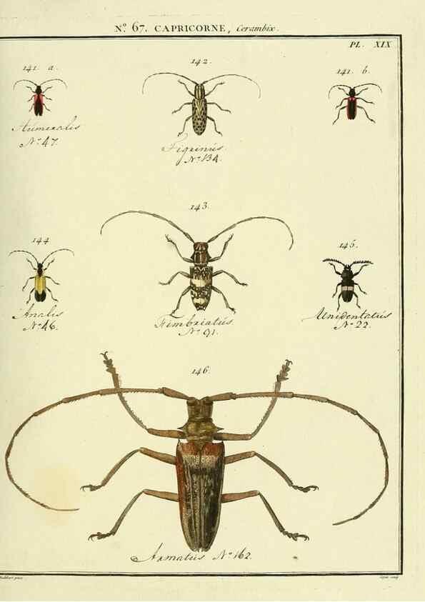 Reproducción/Reproduction 35695351162: Entomologie, ou, Histoire naturelle des insectes :. A Paris :De l'Imprimerie de Baudoin,1789-1808.