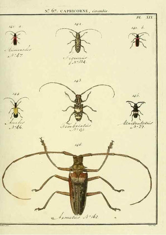Reproducción/Reproduction 35695351162: Entomologie, ou, Histoire naturelle des insectes :. A Paris :De l'Imprimerie de Baudoin,1789-1808.