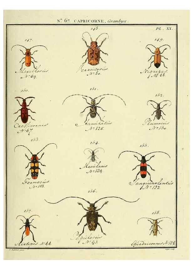 Reproducción/Reproduction 35695352672: Entomologie, ou, Histoire naturelle des insectes :. A Paris :De l'Imprimerie de Baudoin,1789-1808.