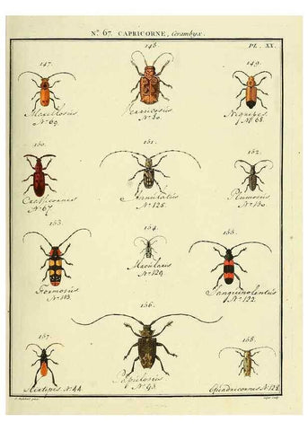 Reproducción/Reproduction 35695352672: Entomologie, ou, Histoire naturelle des insectes :. A Paris :De l'Imprimerie de Baudoin,1789-1808.