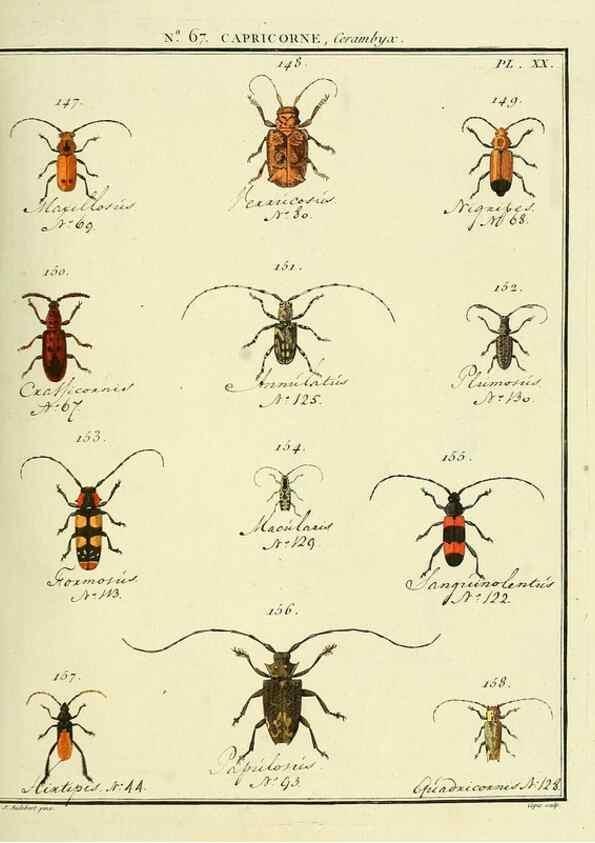 Reproducción/Reproduction 35695352672: Entomologie, ou, Histoire naturelle des insectes :. A Paris :De l'Imprimerie de Baudoin,1789-1808.