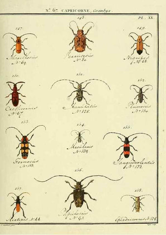 Reproducción/Reproduction 35695352672: Entomologie, ou, Histoire naturelle des insectes :. A Paris :De l'Imprimerie de Baudoin,1789-1808.