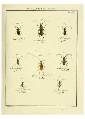 Reproducción/Reproduction 35695354042: Entomologie, ou, Histoire naturelle des insectes :. A Paris :De l'Imprimerie de Baudoin,1789-1808.