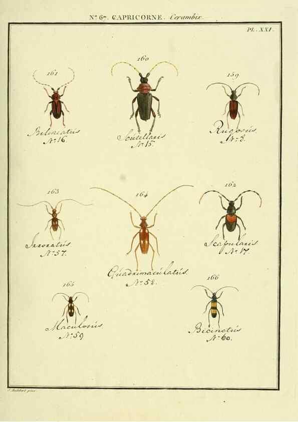 Reproducción/Reproduction 35695354042: Entomologie, ou, Histoire naturelle des insectes :. A Paris :De l'Imprimerie de Baudoin,1789-1808.