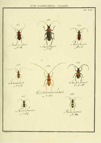 Reproducción/Reproduction 35695354042: Entomologie, ou, Histoire naturelle des insectes :. A Paris :De l'Imprimerie de Baudoin,1789-1808.