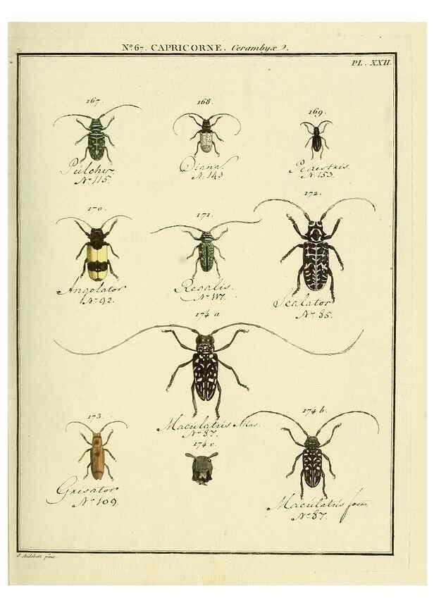 Reproducción/Reproduction 35695355422: Entomologie, ou, Histoire naturelle des insectes :. A Paris :De l'Imprimerie de Baudoin,1789-1808.