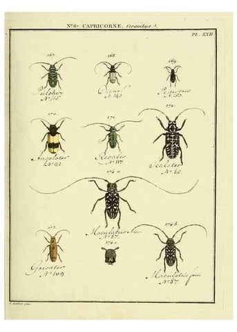 Reproducción/Reproduction 35695355422: Entomologie, ou, Histoire naturelle des insectes :. A Paris :De l'Imprimerie de Baudoin,1789-1808.