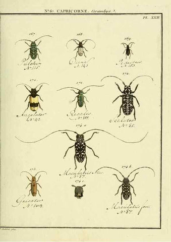 Reproducción/Reproduction 35695355422: Entomologie, ou, Histoire naturelle des insectes :. A Paris :De l'Imprimerie de Baudoin,1789-1808.