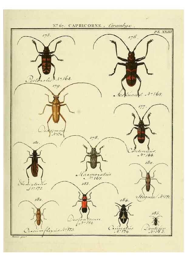 Reproducción/Reproduction 35864670675: Entomologie, ou, Histoire naturelle des insectes :. A Paris :De l'Imprimerie de Baudoin,1789-1808.