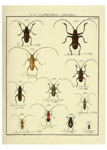 Reproducción/Reproduction 35864670675: Entomologie, ou, Histoire naturelle des insectes :. A Paris :De l'Imprimerie de Baudoin,1789-1808.
