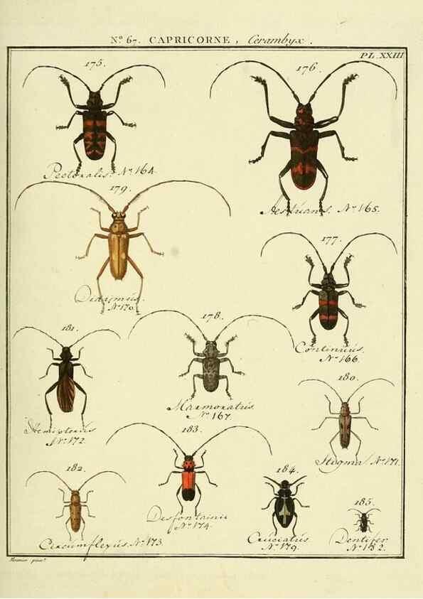 Reproducción/Reproduction 35864670675: Entomologie, ou, Histoire naturelle des insectes :. A Paris :De l'Imprimerie de Baudoin,1789-1808.