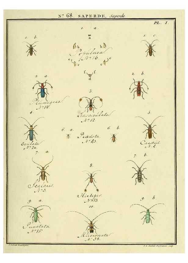 Reproducción/Reproduction 35864672265: Entomologie, ou, Histoire naturelle des insectes :. A Paris :De l'Imprimerie de Baudoin,1789-1808.