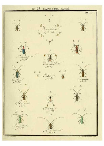 Reproducción/Reproduction 35864672265: Entomologie, ou, Histoire naturelle des insectes :. A Paris :De l'Imprimerie de Baudoin,1789-1808.