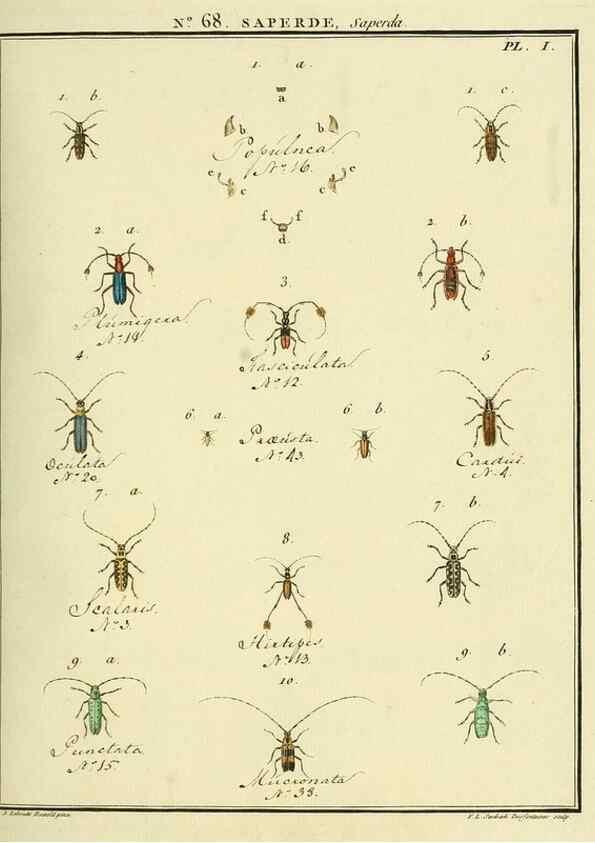 Reproducción/Reproduction 35864672265: Entomologie, ou, Histoire naturelle des insectes :. A Paris :De l'Imprimerie de Baudoin,1789-1808.