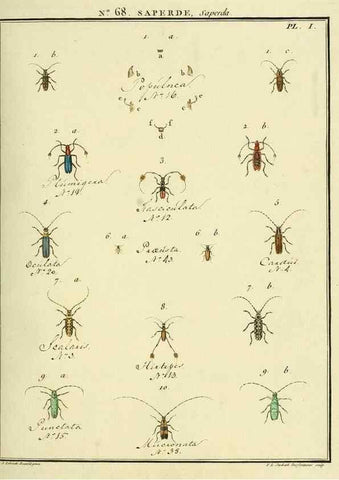 Reproducción/Reproduction 35864672265: Entomologie, ou, Histoire naturelle des insectes :. A Paris :De l'Imprimerie de Baudoin,1789-1808.
