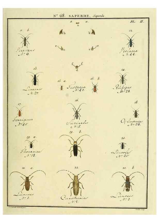 Reproducción/Reproduction 35864674245: Entomologie, ou, Histoire naturelle des insectes :. A Paris :De l'Imprimerie de Baudoin,1789-1808.