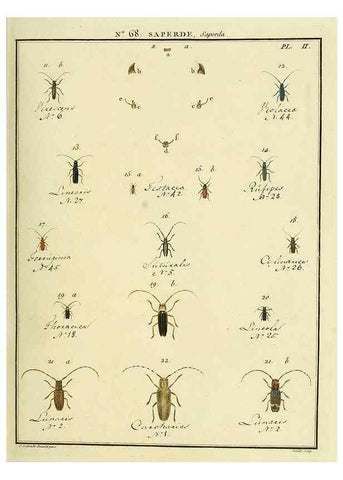 Reproducción/Reproduction 35864674245: Entomologie, ou, Histoire naturelle des insectes :. A Paris :De l'Imprimerie de Baudoin,1789-1808.