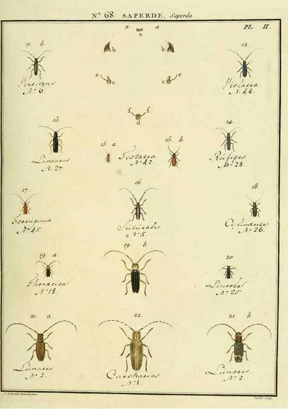 Reproducción/Reproduction 35864674245: Entomologie, ou, Histoire naturelle des insectes :. A Paris :De l'Imprimerie de Baudoin,1789-1808.