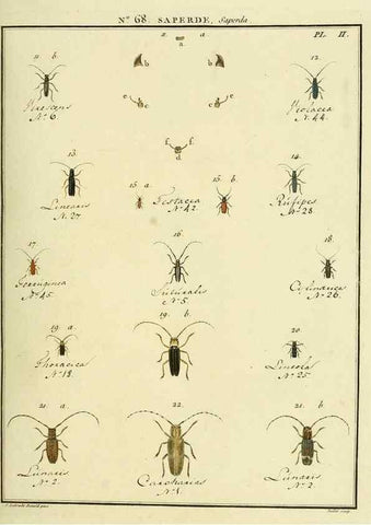 Reproducción/Reproduction 35864674245: Entomologie, ou, Histoire naturelle des insectes :. A Paris :De l'Imprimerie de Baudoin,1789-1808.