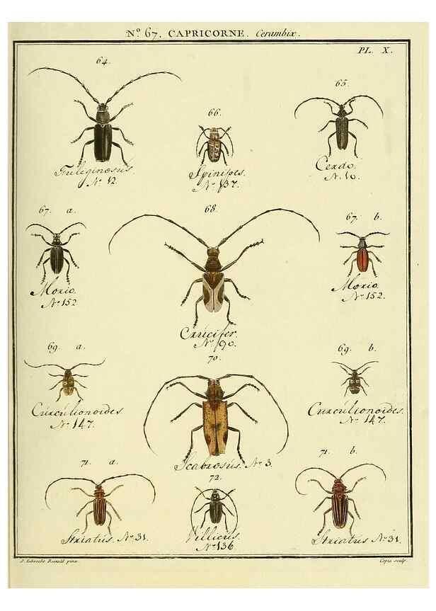Reproducción/Reproduction 35732822781: Entomologie, ou, Histoire naturelle des insectes :. A Paris :De l'Imprimerie de Baudoin,1789-1808.