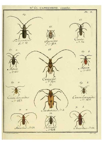Reproducción/Reproduction 35732822781: Entomologie, ou, Histoire naturelle des insectes :. A Paris :De l'Imprimerie de Baudoin,1789-1808.