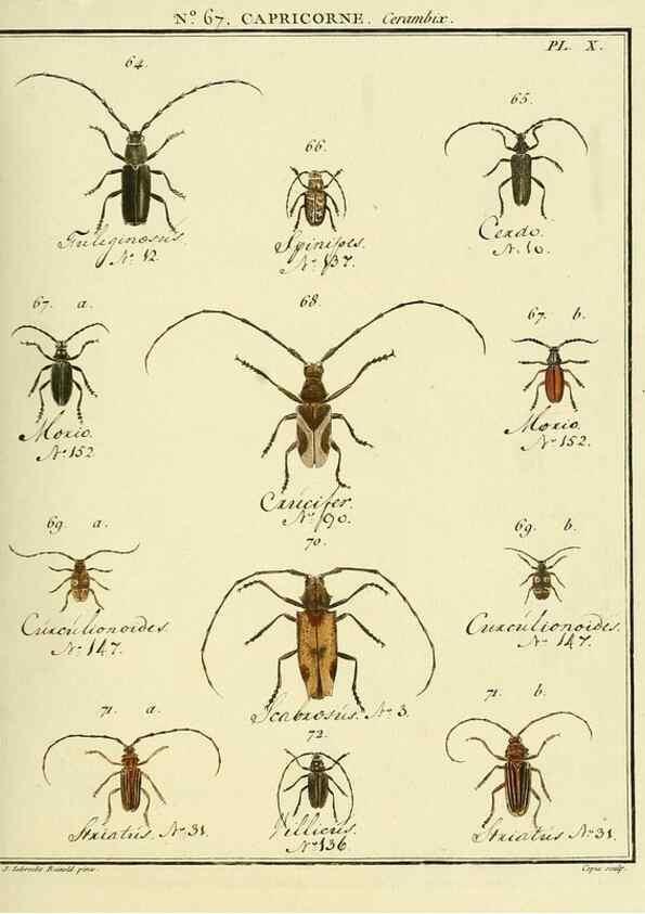 Reproducción/Reproduction 35732822781: Entomologie, ou, Histoire naturelle des insectes :. A Paris :De l'Imprimerie de Baudoin,1789-1808.