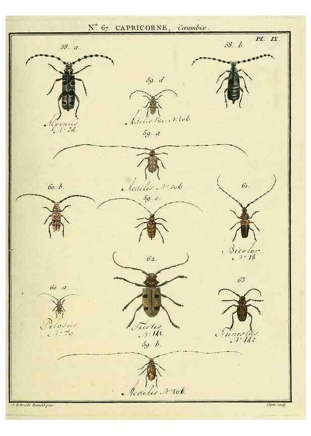 Reproducción/Reproduction 35732820541: Entomologie, ou, Histoire naturelle des insectes :. A Paris :De l'Imprimerie de Baudoin,1789-1808.