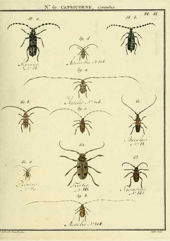 Reproducción/Reproduction 35732820541: Entomologie, ou, Histoire naturelle des insectes :. A Paris :De l'Imprimerie de Baudoin,1789-1808.
