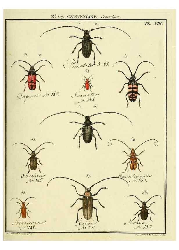 Reproducción/Reproduction 35732817811: Entomologie, ou, Histoire naturelle des insectes :. A Paris :De l'Imprimerie de Baudoin,1789-1808.