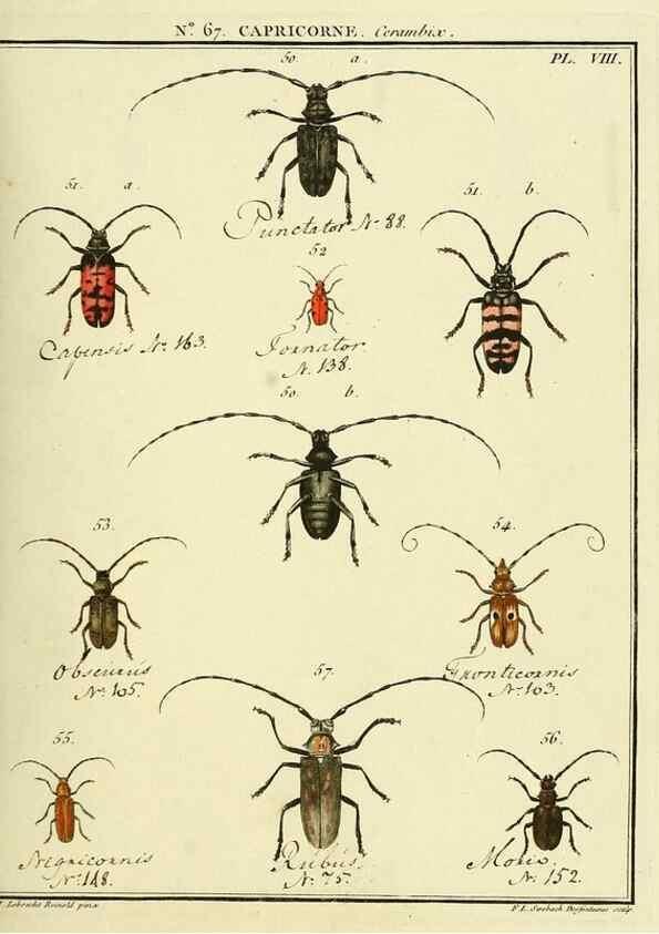 Reproducción/Reproduction 35732817811: Entomologie, ou, Histoire naturelle des insectes :. A Paris :De l'Imprimerie de Baudoin,1789-1808.