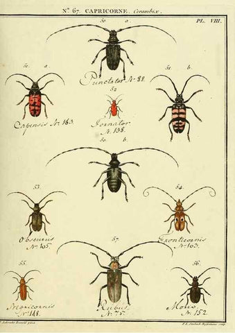 Reproducción/Reproduction 35732817811: Entomologie, ou, Histoire naturelle des insectes :. A Paris :De l'Imprimerie de Baudoin,1789-1808.