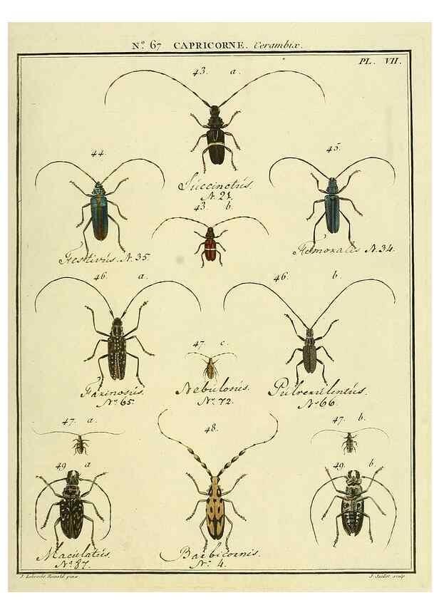 Reproducción/Reproduction 35732814941: Entomologie, ou, Histoire naturelle des insectes :. A Paris :De l'Imprimerie de Baudoin,1789-1808.