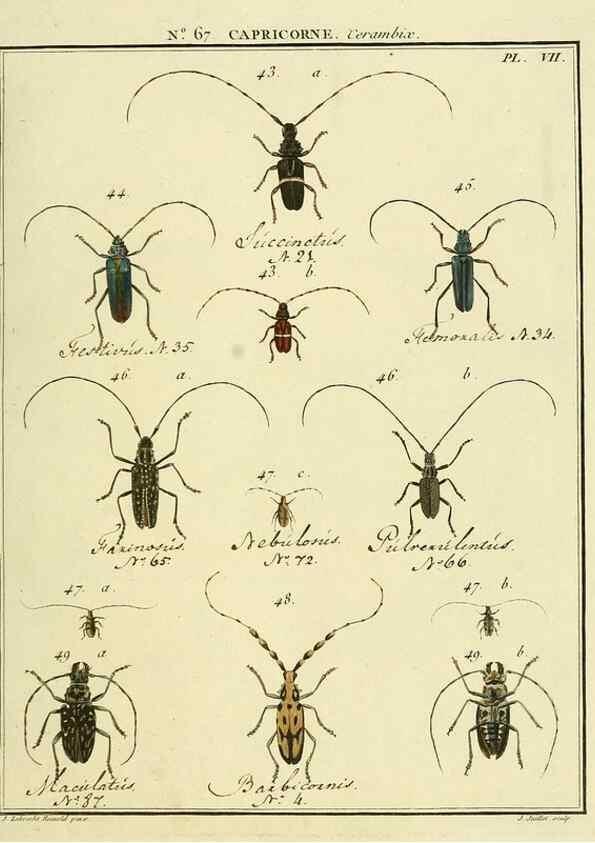 Reproducción/Reproduction 35732814941: Entomologie, ou, Histoire naturelle des insectes :. A Paris :De l'Imprimerie de Baudoin,1789-1808.