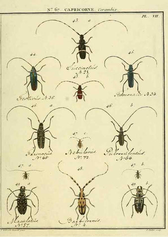 Reproducción/Reproduction 35732814941: Entomologie, ou, Histoire naturelle des insectes :. A Paris :De l'Imprimerie de Baudoin,1789-1808.
